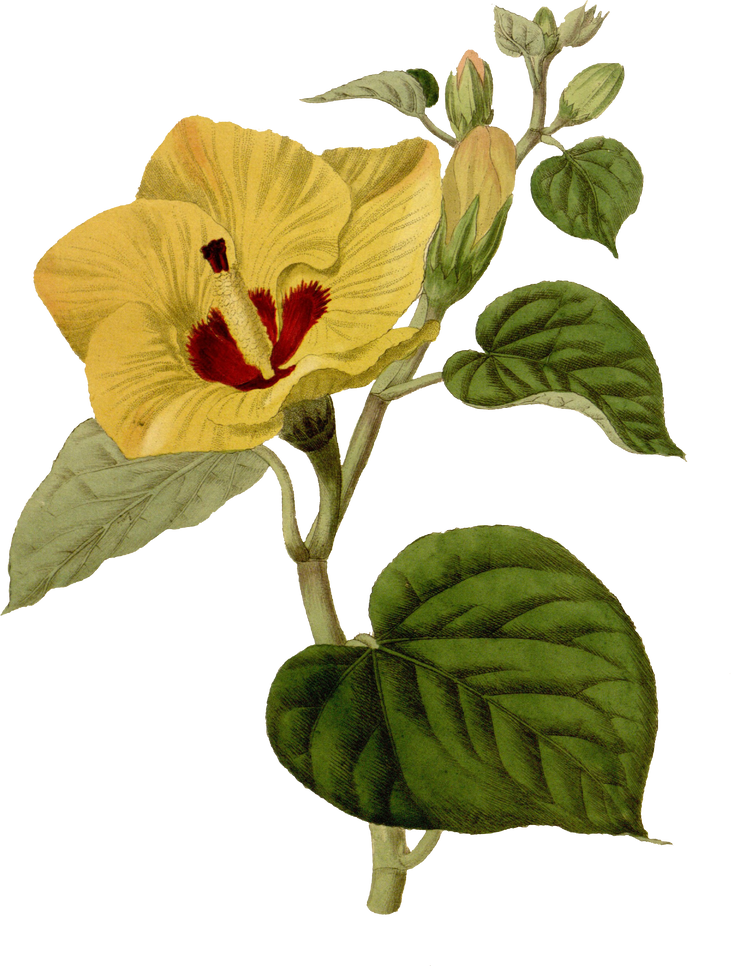 Floral Plant Illustration
